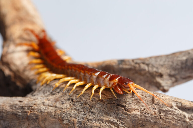 The Genus Scolopendra: Characteristics, Habitat, and Bites