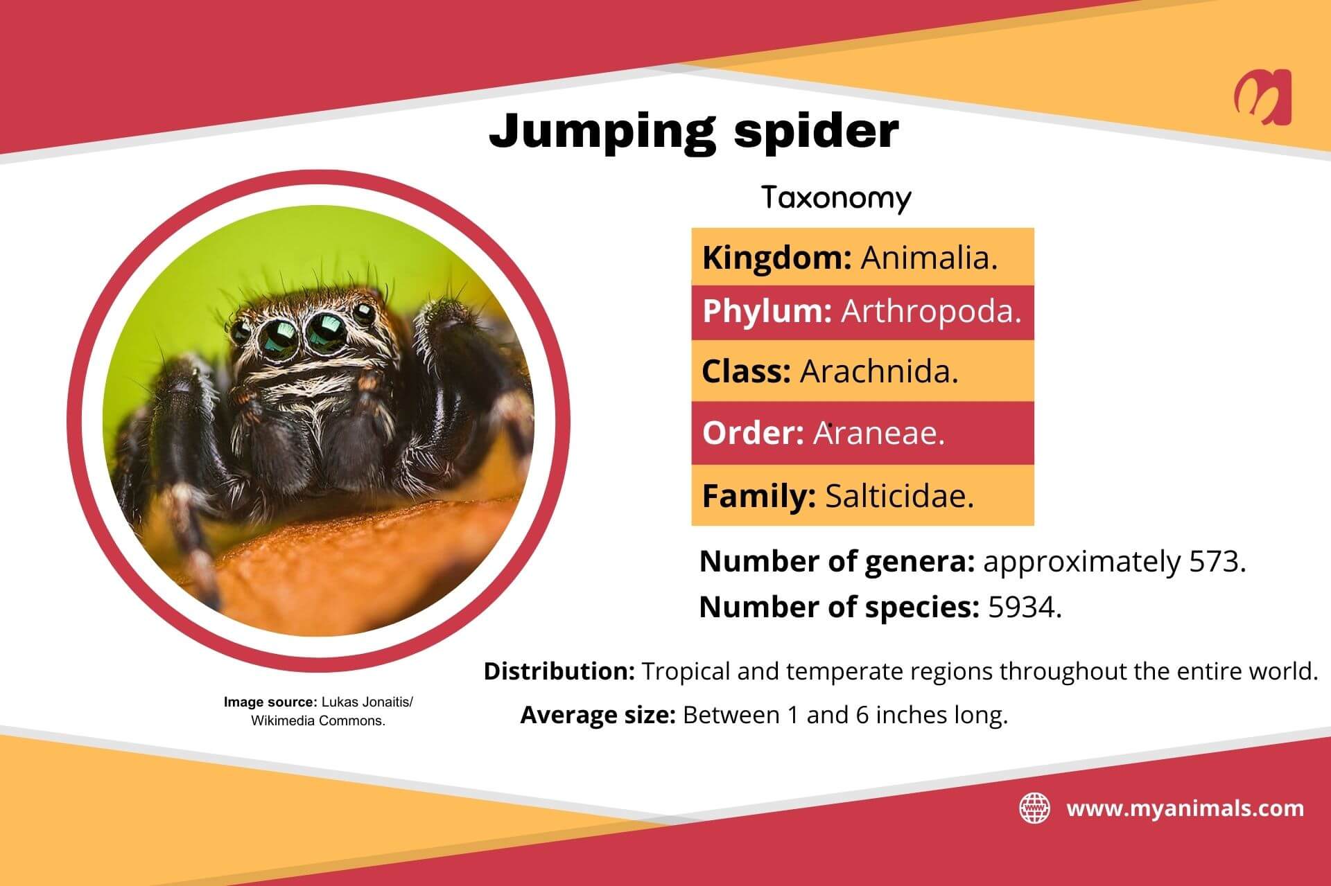 Information on jumping spiders.