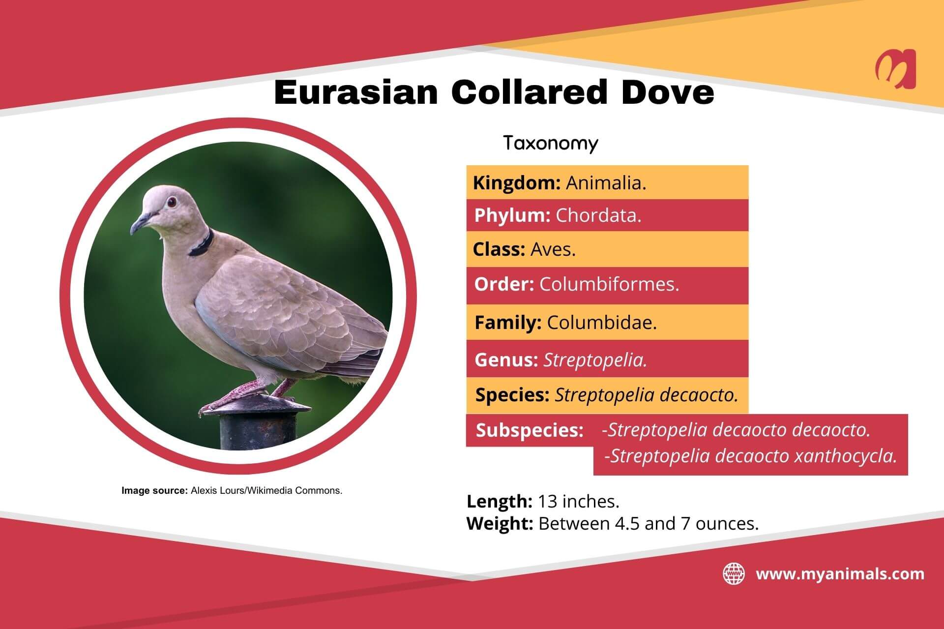 Information on the Eurasian collared dove.