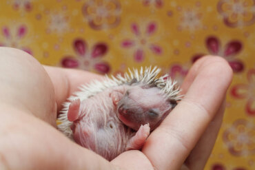 Your Baby Hedgehog: All the Care You Need to Take into Account