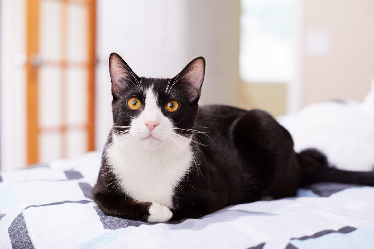 A black and white tuxedo cat.
