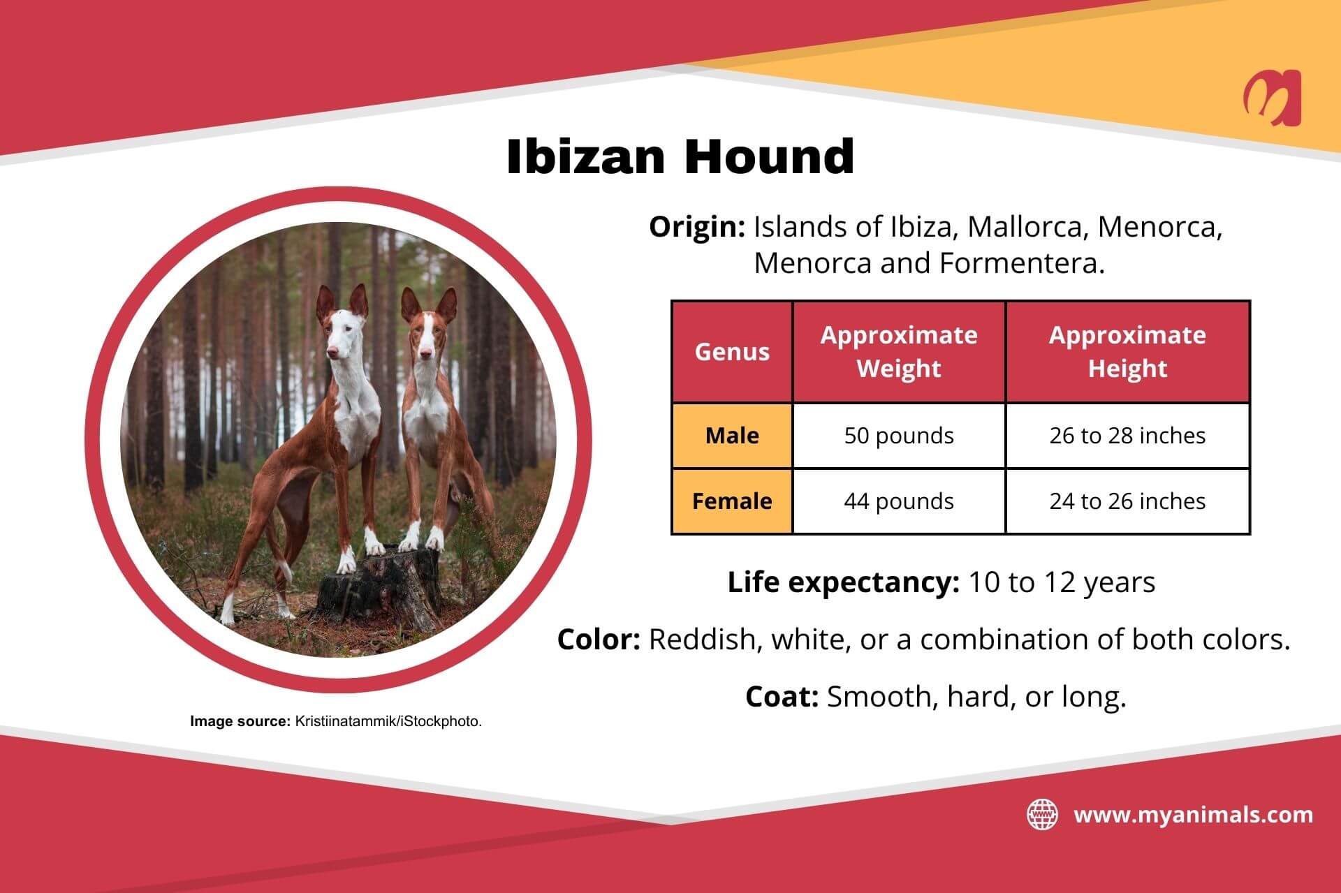 Information on the Ibizan hound.