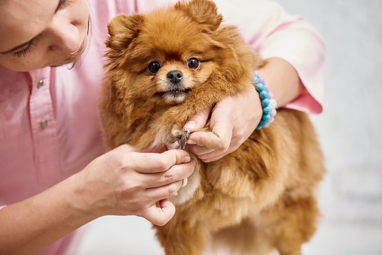 A woman cutting a small dog's nails.