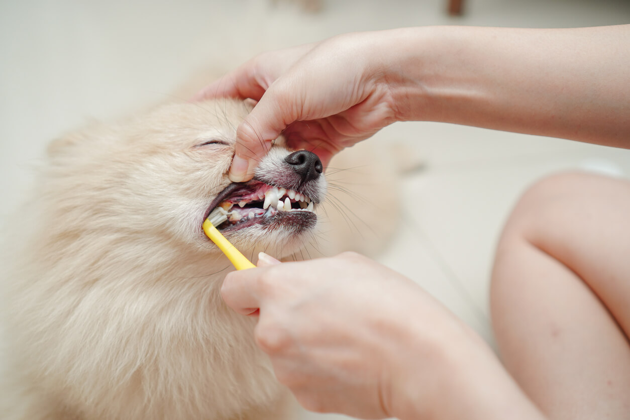 Bir köpeğin dişlerini fırçalayan bir kişi.