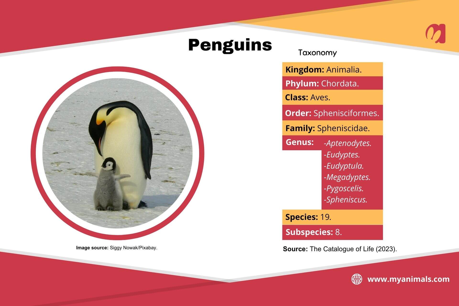 Information on penguins.