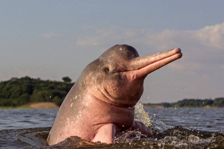 5 Amazing Viviparous Animals