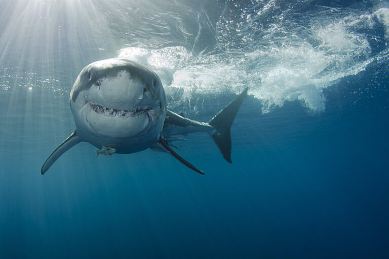 12 Interesting Facts About the Great White Shark that You Didn't Know