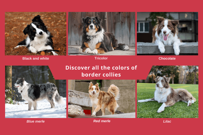 Discover All the Colors of Border Collies
