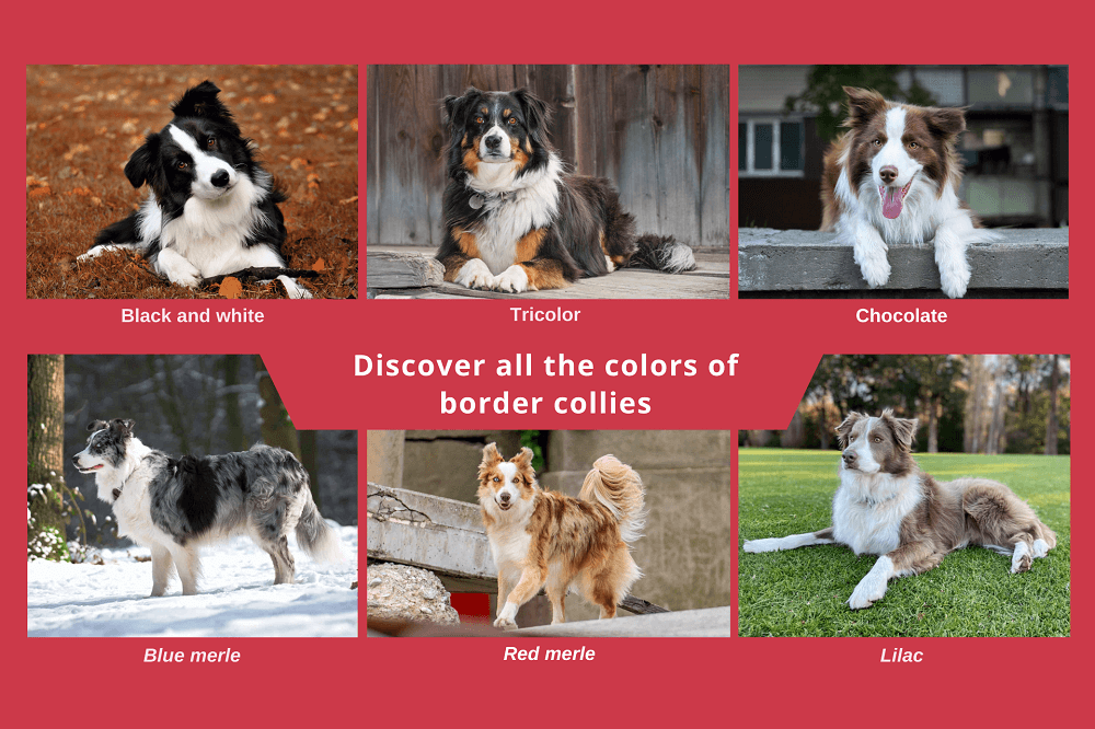 Discover All the Colors of Border Collies