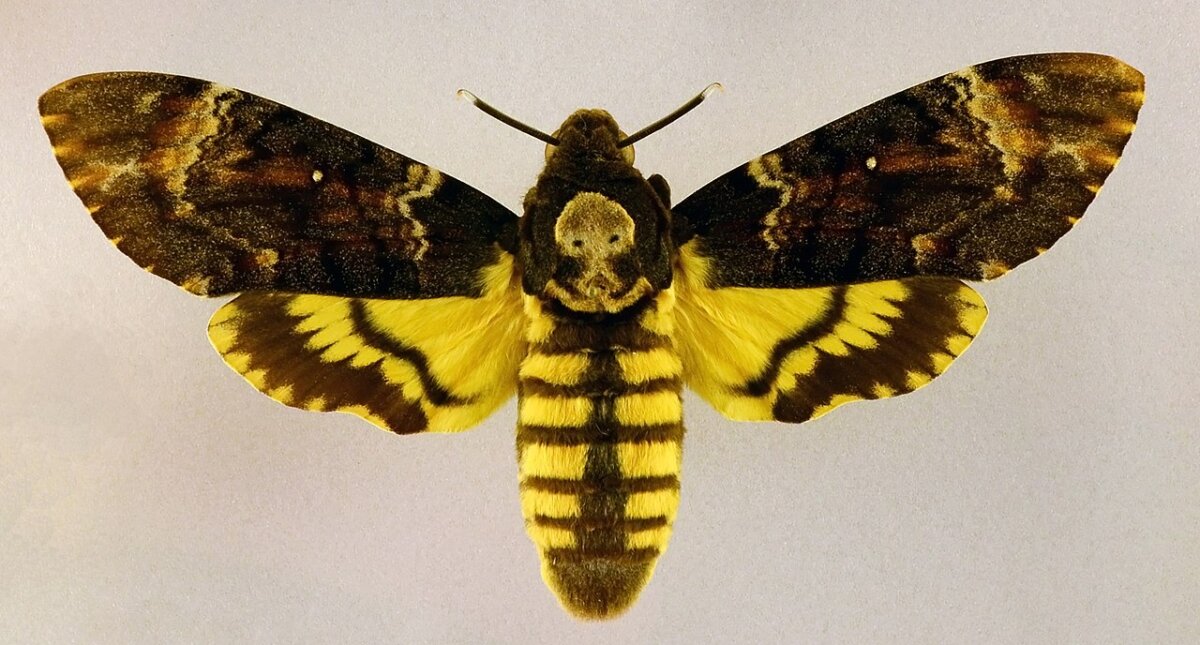 Discover the Death's-Head Hawk Moth!