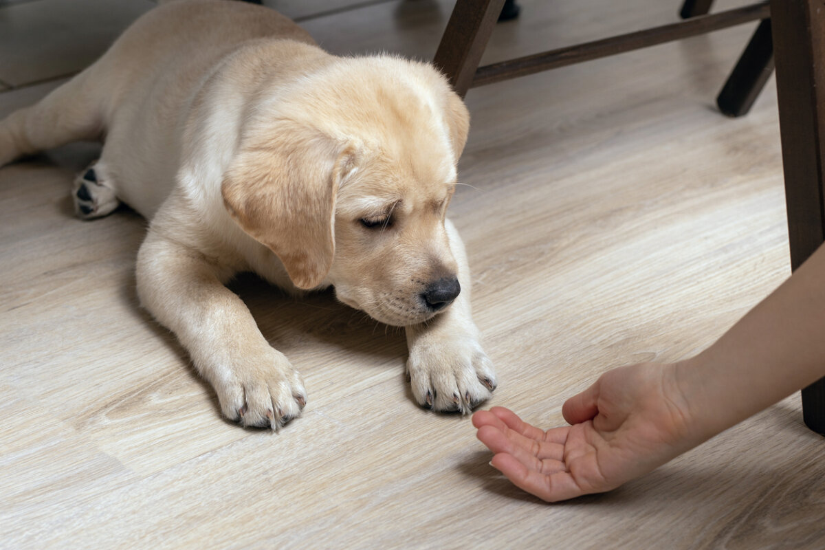 A woman holds out her hand for a puppy to give her paw. 