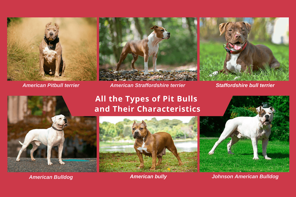Pit In English Types of Pit Bulls and Their Characteristics