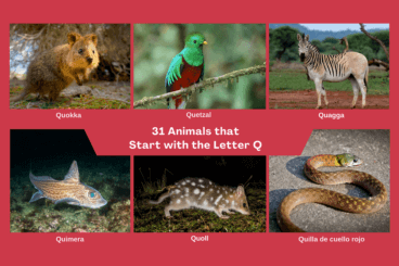 Animals that Start with the Letter Q in English and Spanish