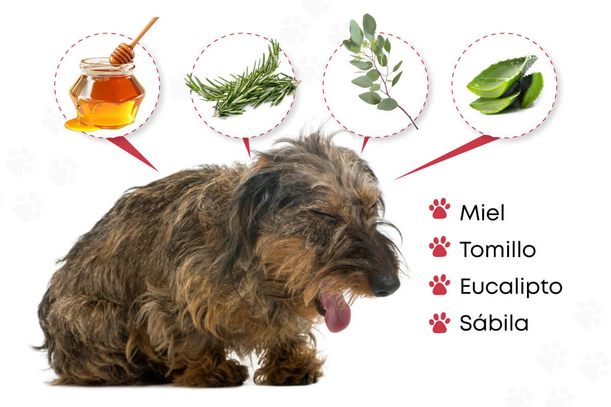 Home remedies for kennel cough