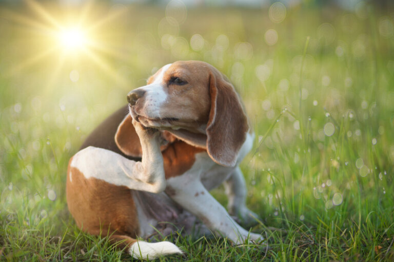 Dog Straching 5 Home Remedies for Excessive Scratching in Dogs