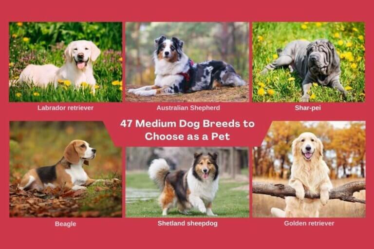 47 Medium Dog Breeds to Choose as Pets