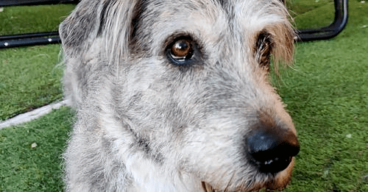 My Dog Is Afraid of Gunshots: What Should I Do?