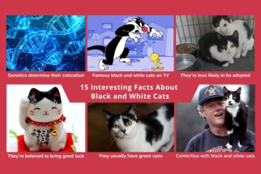 15 Interesting Facts About Black and White Cats