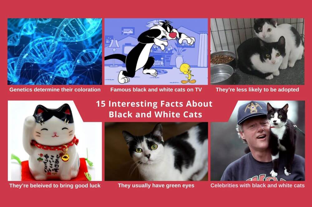 15 Interesting Facts About Black And White Cats