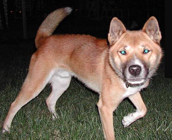 A New Guinea singing dog at night.