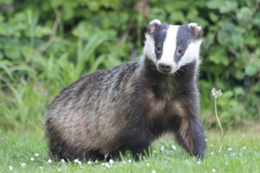 Top 3 Animals that Are Mistaken for Badgers