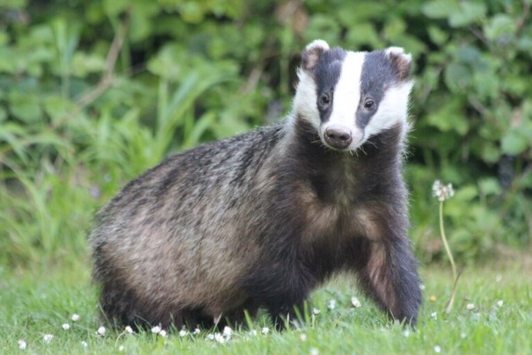 Top 3 Animals that Are Mistaken for Badgers