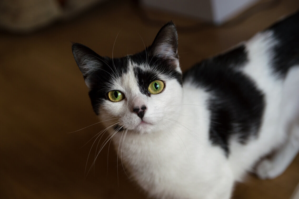 A black and white cat with green eyes.