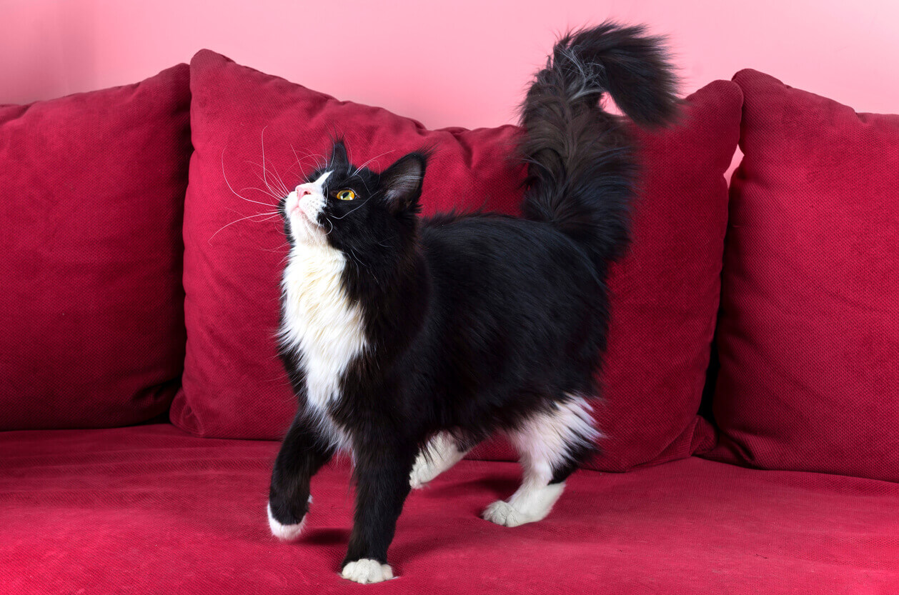 A black and white Maine coon cat playing on a red couch.