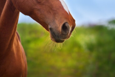Equine Pleuropneumonia: A Severe Respiratory Infection in Horses