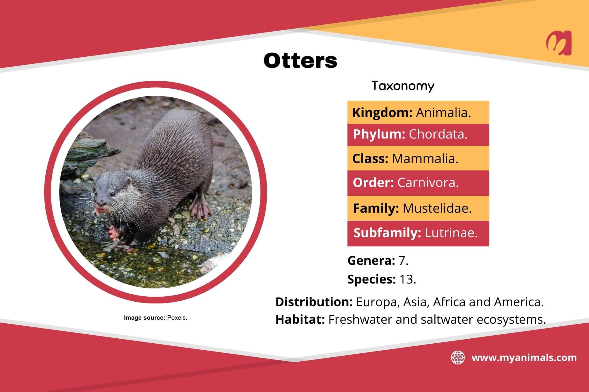 The taxonomy of otters.