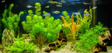5 Aquarium Plants for Beginners: Features and Care
