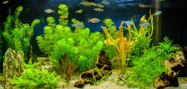 5 Aquarium Plants for Beginners: Features and Care