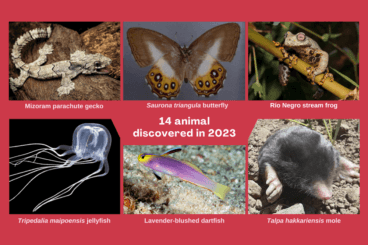 Meet 14 Animals Discovered in 2023