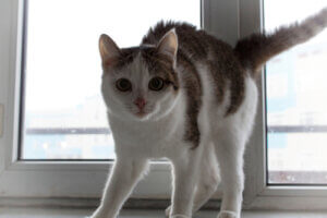 A fearful looking cat.