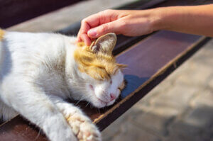 A human hand petting a sleeping cat.