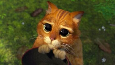 The Body Language of Cats