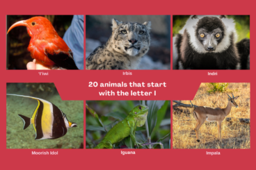 20 Animals That Begin with the Letter I