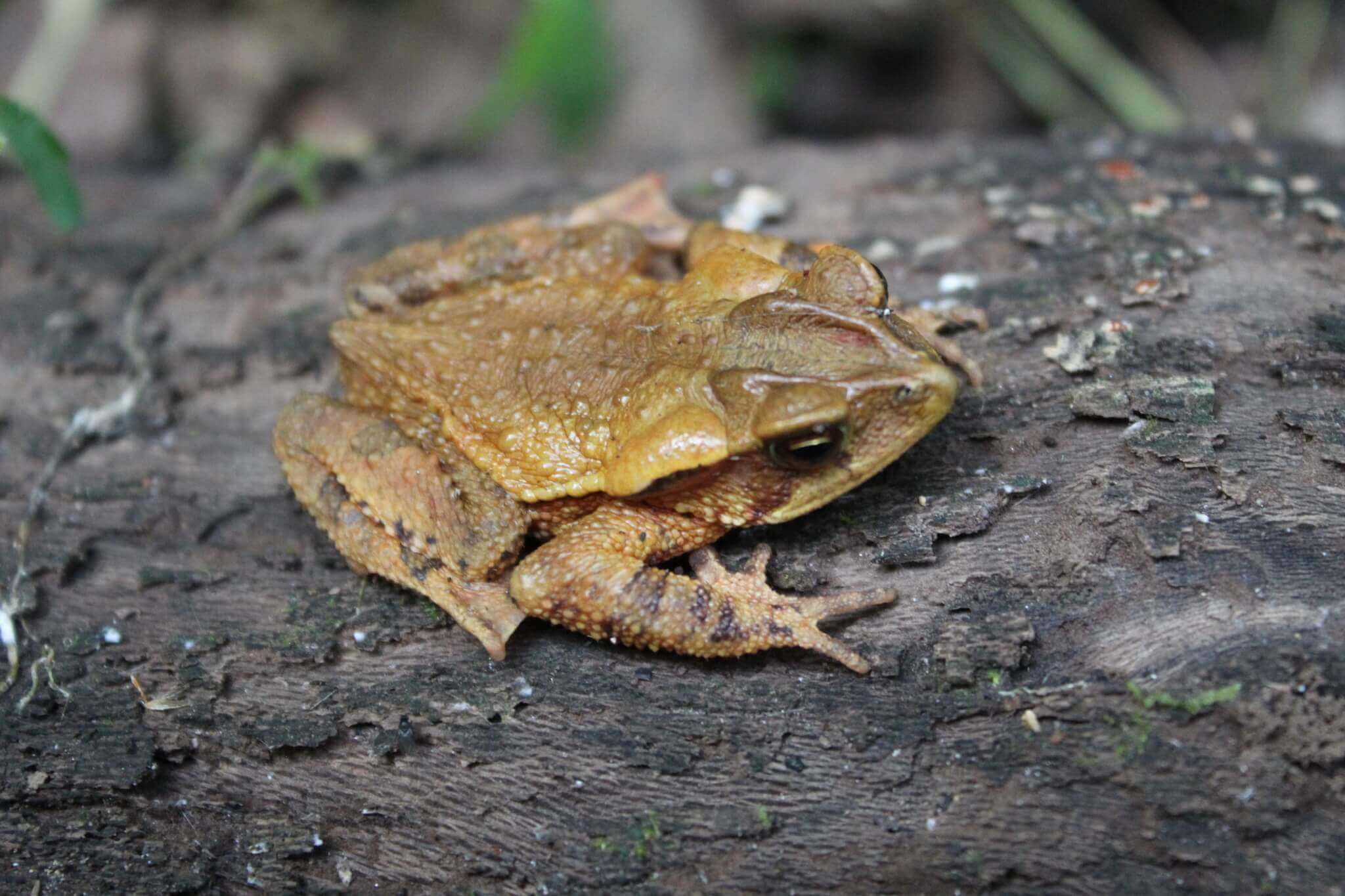 An Incilius cristatus on a log.