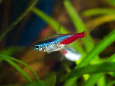 8 of the Most Resistant Tropical Fish for Aquariums